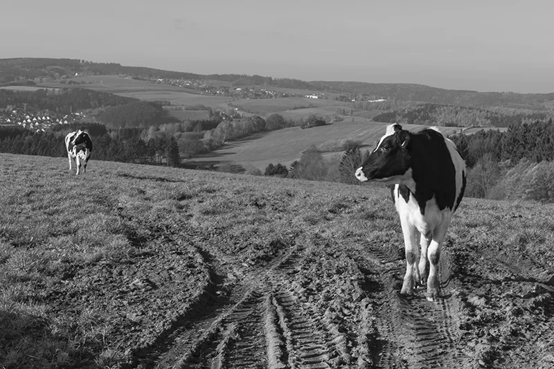 Beratung bei der Umstellung auf ökologische/biologische Milchproduktion - KuhPlan Unternehmensberatung, Nossen/Sachsen
